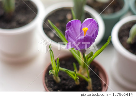 Purple crocus in pot on window, spring indoor floral composition Purple crocus in pot on window, spring indoor floral composition 137905414