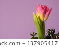 Single pink tulip on pastel purple background, spring banner with copy space 137905417