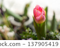 Blurred pink tulip growing on window, soft spring floral composition 137905419