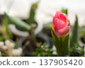 Soft focus pink tulip on windowsill, spring bloom background 137905420