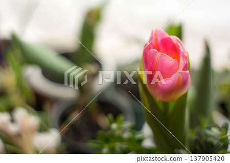 Soft focus pink tulip on windowsill, spring bloom background 137905420