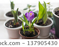 Potted purple crocus on windowsill, cozy indoor spring bloom, home interior plant 137905430