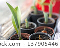 Tulips in pots growing on window, spring indoor floral composition 137905446