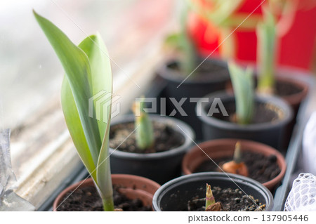 Tulips in pots growing on window, spring indoor floral composition Tulips in pots growing on window, spring indoor floral composition 137905446