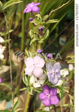 Brunfelsia pauciflora is a species of flowering plant on pot Brunfelsia pauciflora is a species of flowering plant on pot 137905607