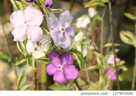 Brunfelsia pauciflora is a species of flowering plant on pot 137905608
