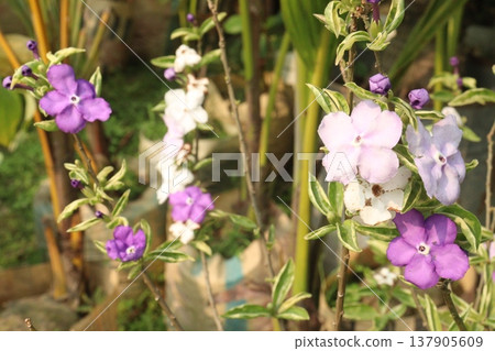 Brunfelsia pauciflora is a species of flowering plant on pot Brunfelsia pauciflora is a species of flowering plant on pot 137905609