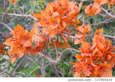 Bougainvillea flower plant on farm Bougainvillea flower plant on farm 137905619