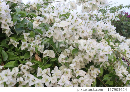Bougainvillea flower plant on farm Bougainvillea flower plant on farm 137905624