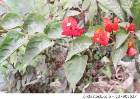 Bougainvillea flower plant on farm Bougainvillea flower plant on farm 137905627