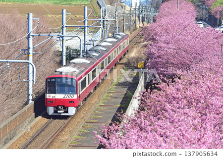Keikyu Kurihama Line, Miura-kaigan - Misakiguchi, Keikyu 2000 series, 2149 formation, Kawazu cherry blossoms Keikyu Kurihama Line, Miura-kaigan - Misakiguchi, Keikyu 2000 series, 2149 formation, Kawazu cherry blossoms 137905634
