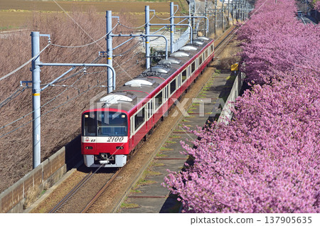 Keikyu Kurihama Line, Miura-kaigan - Misakiguchi, Keikyu 2000 series, 2165 formation, Kawazu cherry blossoms 137905635