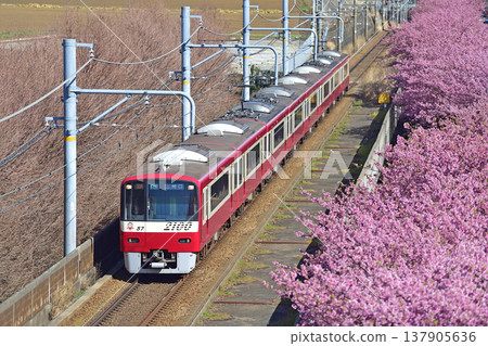京急久里濱線、三浦海岸~三崎口、京急2000系列、2175編組、河津櫻花 京急久里濱線、三浦海岸~三崎口、京急2000系列、2175編組、河津櫻花 137905636