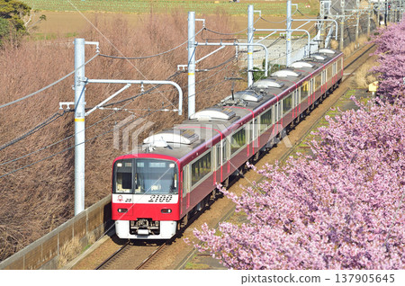 Keikyu Kurihama Line, Miura-kaigan - Misakiguchi, Keikyu 2000 series, 2125 formation, Kawazu cherry blossoms Keikyu Kurihama Line, Miura-kaigan - Misakiguchi, Keikyu 2000 series, 2125 formation, Kawazu cherry blossoms 137905645