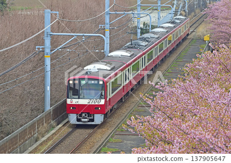 Keikyu Kurihama Line, Miura-kaigan - Misakiguchi, Keikyu 2000 series, 2117 formation, Kawazu cherry blossoms Keikyu Kurihama Line, Miura-kaigan - Misakiguchi, Keikyu 2000 series, 2117 formation, Kawazu cherry blossoms 137905647