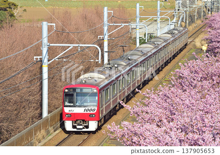 京急久里濱線、三浦海岸～三崎口、京急1000系、1073編組、河津櫻花 137905653