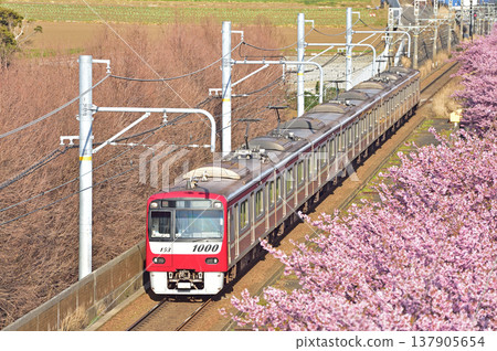 京急久里濱線、三浦海岸~三崎口、京急1000系、1153編組、河津櫻花 京急久里濱線、三浦海岸~三崎口、京急1000系、1153編組、河津櫻花 137905654