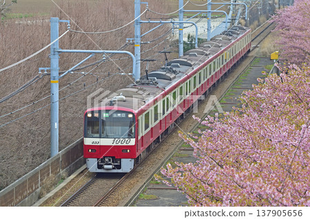 京急久里濱線、三浦海岸~三崎口、京急1000系、1033編組、河津櫻花 京急久里濱線、三浦海岸~三崎口、京急1000系、1033編組、河津櫻花 137905656