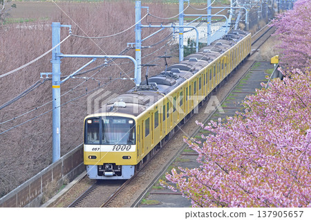 京急久里濱線、三浦海岸~三崎口、京急1000系、1057編組、河津櫻花 京急久里濱線、三浦海岸~三崎口、京急1000系、1057編組、河津櫻花 137905657