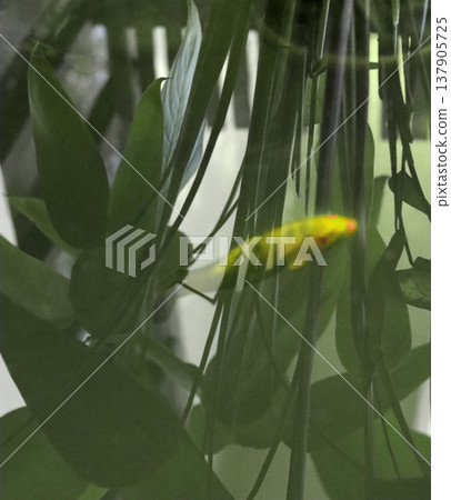 green leaves of palm tree green leaves of palm tree 137905725