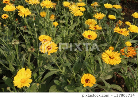 Calendula officinalis flower plant on field 137905734