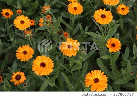 Calendula officinalis flower plant on field Calendula officinalis flower plant on field 137905737