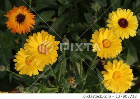 Calendula officinalis flower plant on field Calendula officinalis flower plant on field 137905738