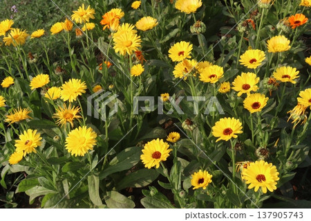 Calendula officinalis flower plant on field 137905743