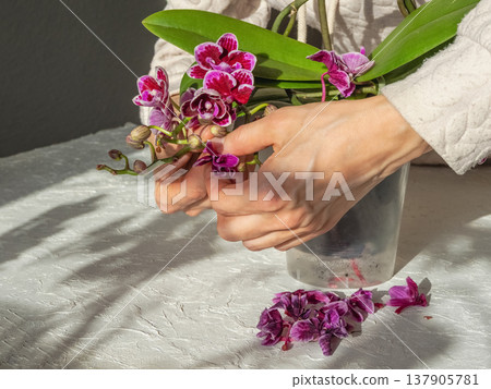 Taking care of orchids, removing faded inflorescences, handwork. 137905781
