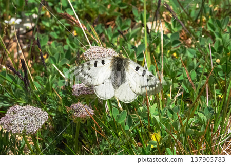 White butterfly rests on purple flowers 137905783