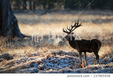 Red deer stag standing in frosty winter meadow 137905936