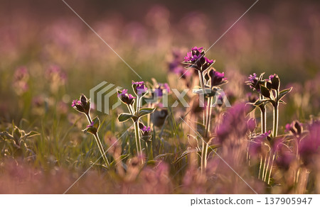 Red Campion wildflowers backlit by the warm glow of golden hour sunset Red Campion wildflowers backlit by the warm glow of golden hour sunset 137905947
