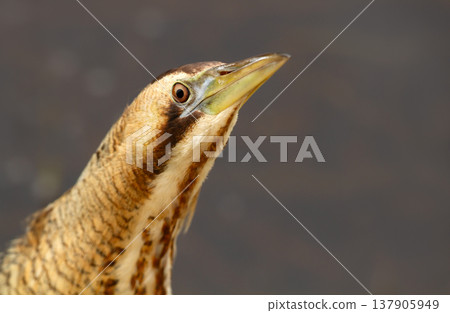 Portrait of Eurasian bittern (Botaurus stellaris) standing motionless in wetland habitat 137905949