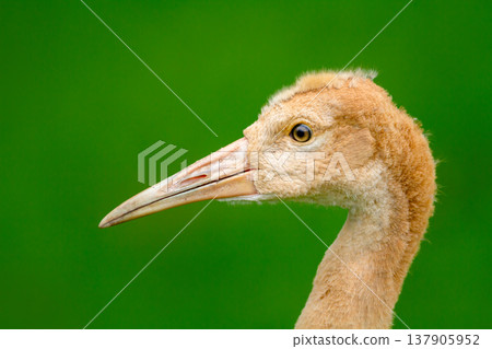 Portrait of young Sandhill crane with soft cinnamon feathers Portrait of young Sandhill crane with soft cinnamon feathers 137905952