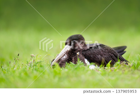 Black stork juvenile resting in vibrant green grass Black stork juvenile resting in vibrant green grass 137905953