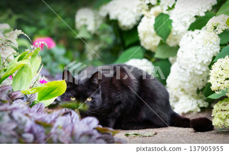 Black cat among white hydrangeas in a vibrant flower garden 137905955