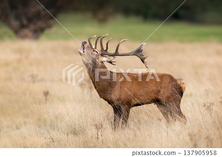 Red deer stag roaring during rutting season in autumn 137905958