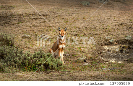 Rare endangered Ethiopian Wolf (Canis simensis) sitting in highland grasslands 137905959