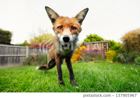 Portrait of a curious red fox standing on a green grass in urban garden Portrait of a curious red fox standing on a green grass in urban garden 137905967