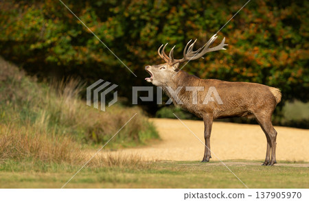 Red deer stag roaring during rutting season in autumn Red deer stag roaring during rutting season in autumn 137905970