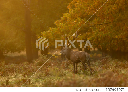 Red deer stag standing in a meadow against golden, misty sunrise in autumn Red deer stag standing in a meadow against golden, misty sunrise in autumn 137905971