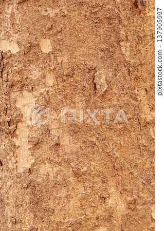 texture of the old wood texture of the old wood 137905997