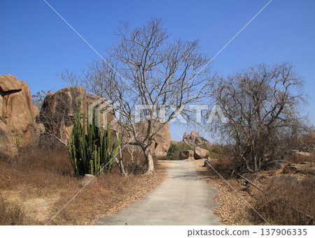 Cactus, gravel road and granite mountain on the Hampi Hippie Island, Karnataka, India. Cactus, gravel road and granite mountain on the Hampi Hippie Island, Karnataka, India. 137906335