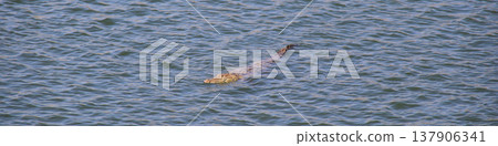 Mugger crocodile swimming in a lake near Hampi, India. Mugger crocodile swimming in a lake near Hampi, India. 137906341