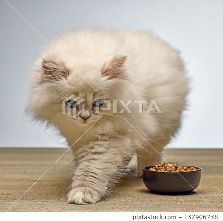White Siberian colorpoint kitten Neva Masquerade with blue eyes on wooden floor White Siberian colorpoint kitten Neva Masquerade with blue eyes on wooden floor 137906738