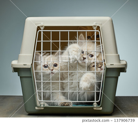 Group of Cute Fluffy Kittens in a Pet Carrier Box Group of Cute Fluffy Kittens in a Pet Carrier Box 137906739