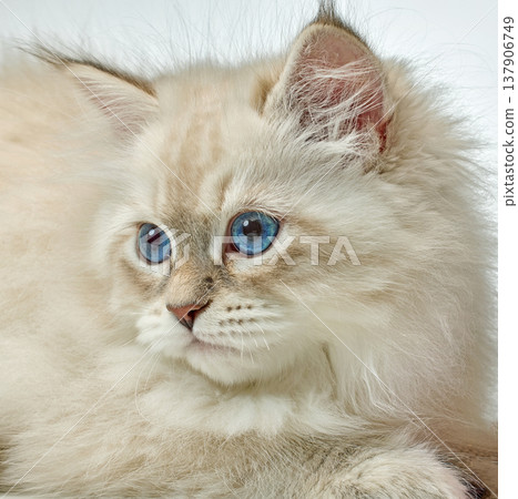 White Siberian colorpoint kitten Neva Masquerade with blue eyes White Siberian colorpoint kitten Neva Masquerade with blue eyes 137906749