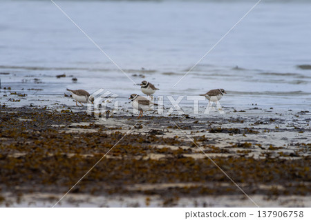A Ringed Plover (Charadrius hiaticula) on a beach 137906758
