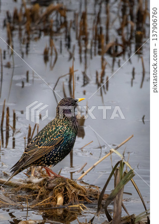 The common starling (Sturnus vulgaris), also known as the European starling The common starling (Sturnus vulgaris), also known as the European starling 137906760
