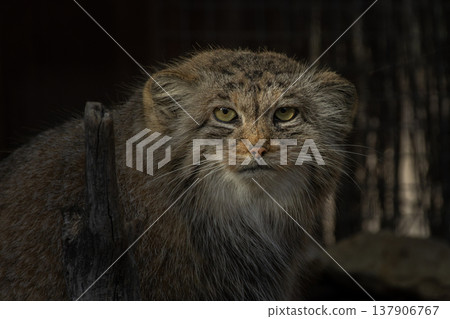 Pallas's cat (Otocolobus manul). Manul is living in the grasslands and montane steppes of Central Asia. 137906767